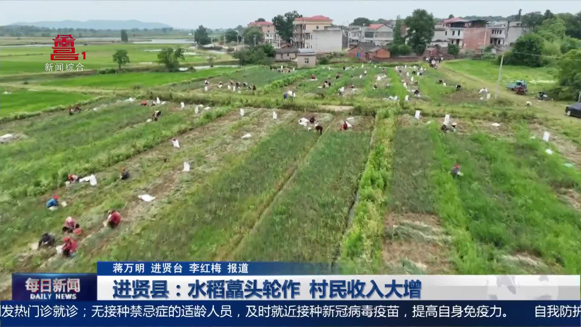进贤县：水稻藠头轮作  村民收入大增