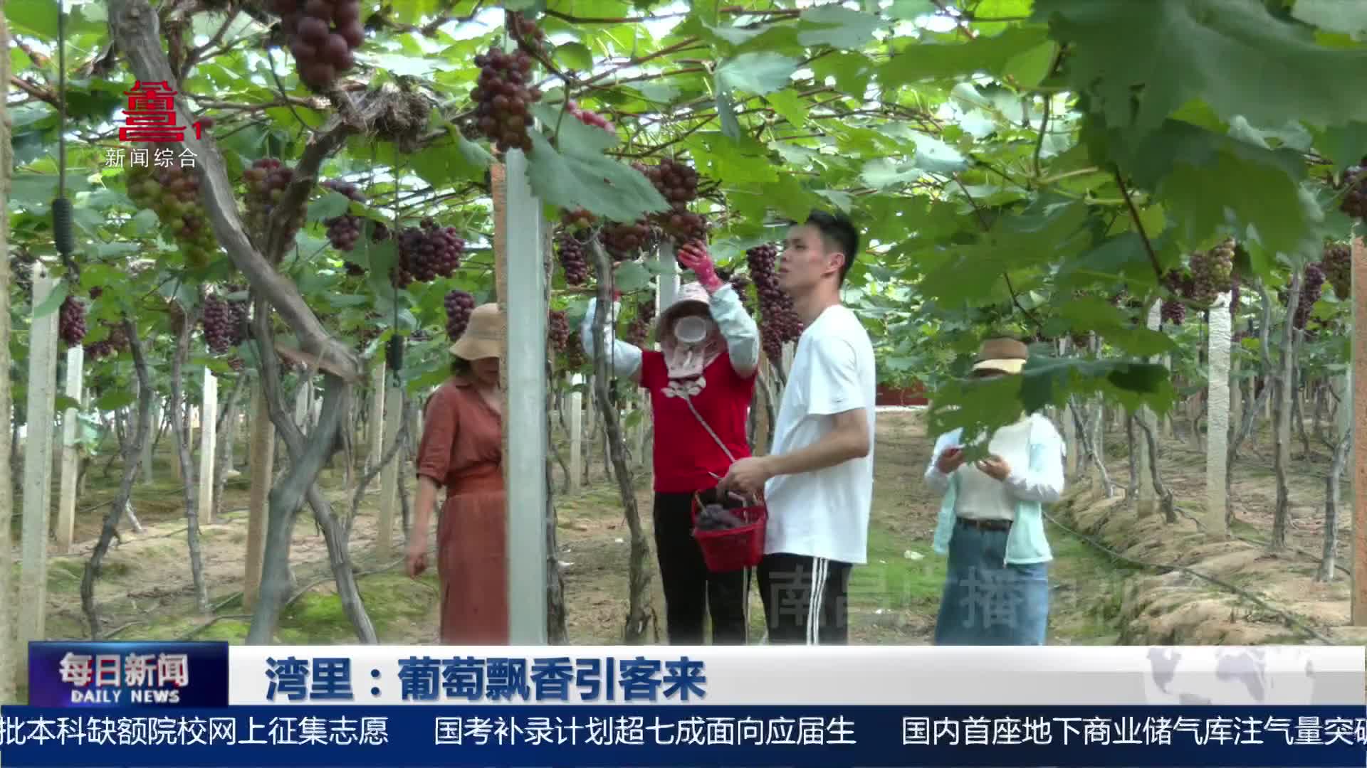 湾里：葡萄飘香引客来