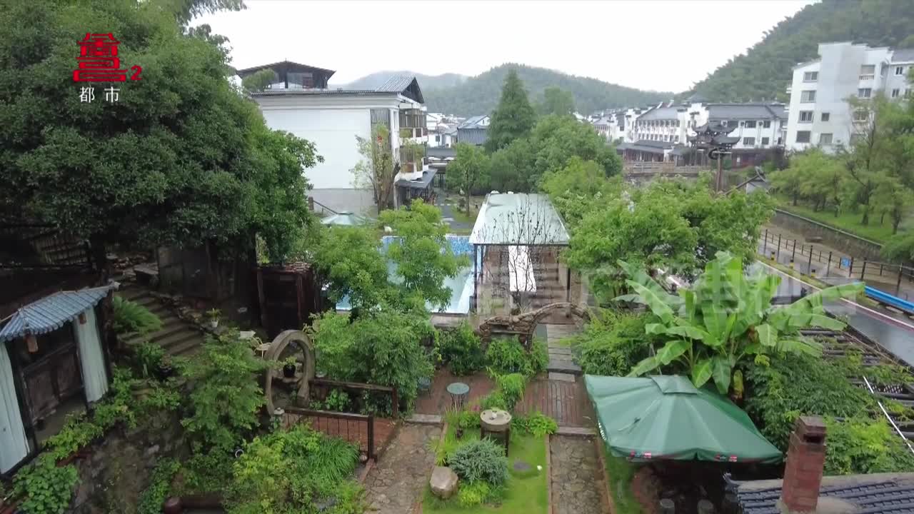 半朵悠莲  雅静依然