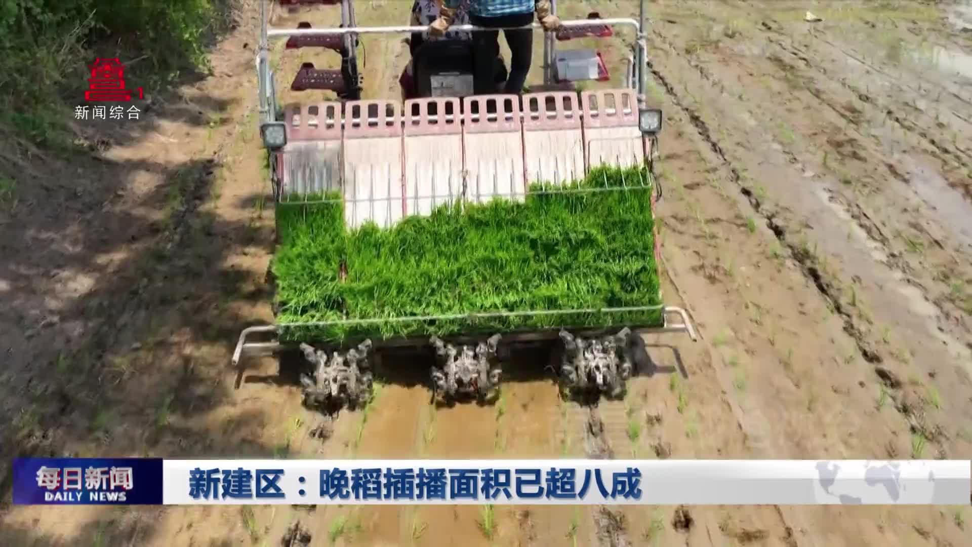 新建区：晚稻插播面积已超八成