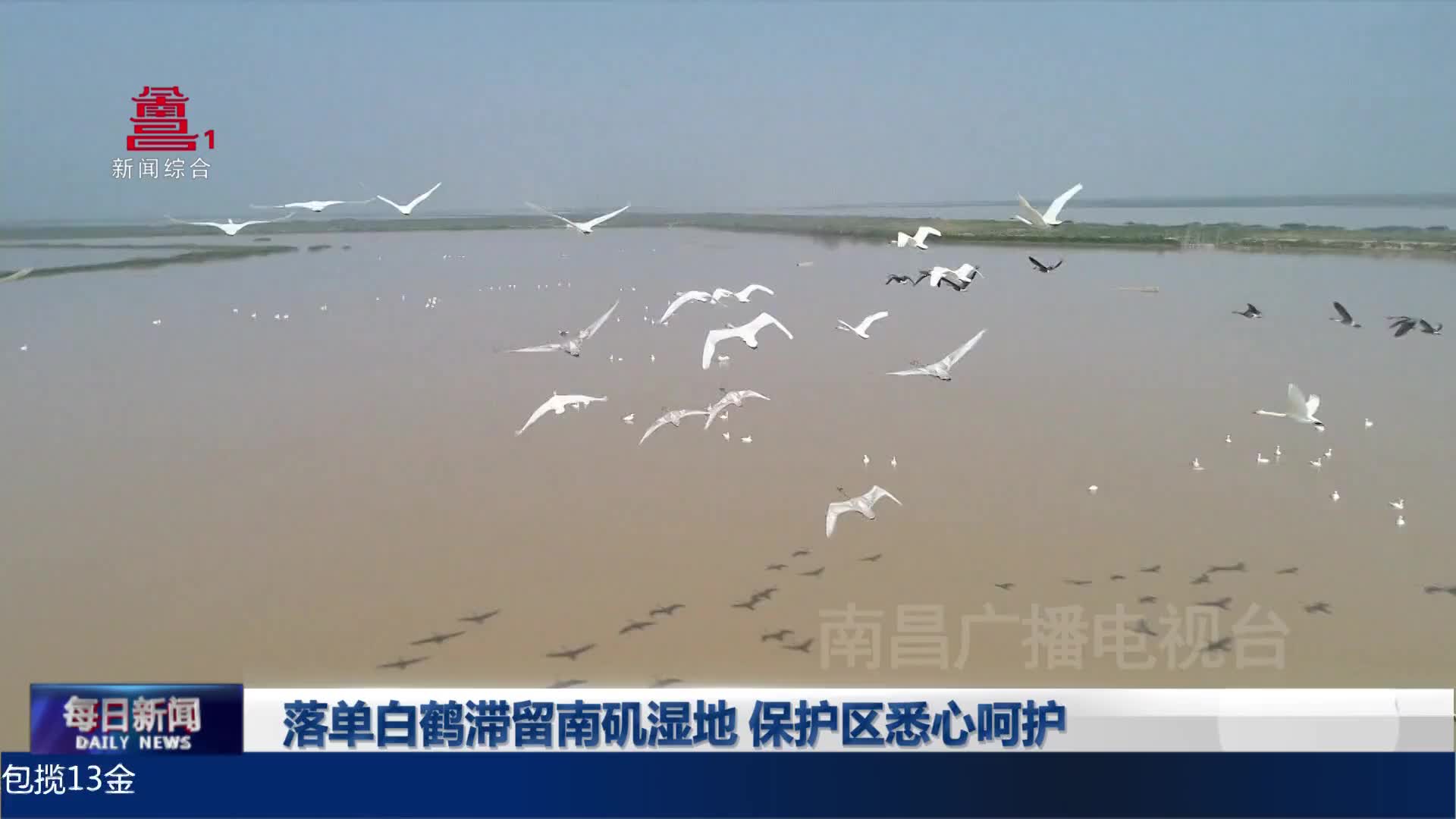 落单白鹤滞留南矶湿地 保护区悉心呵护