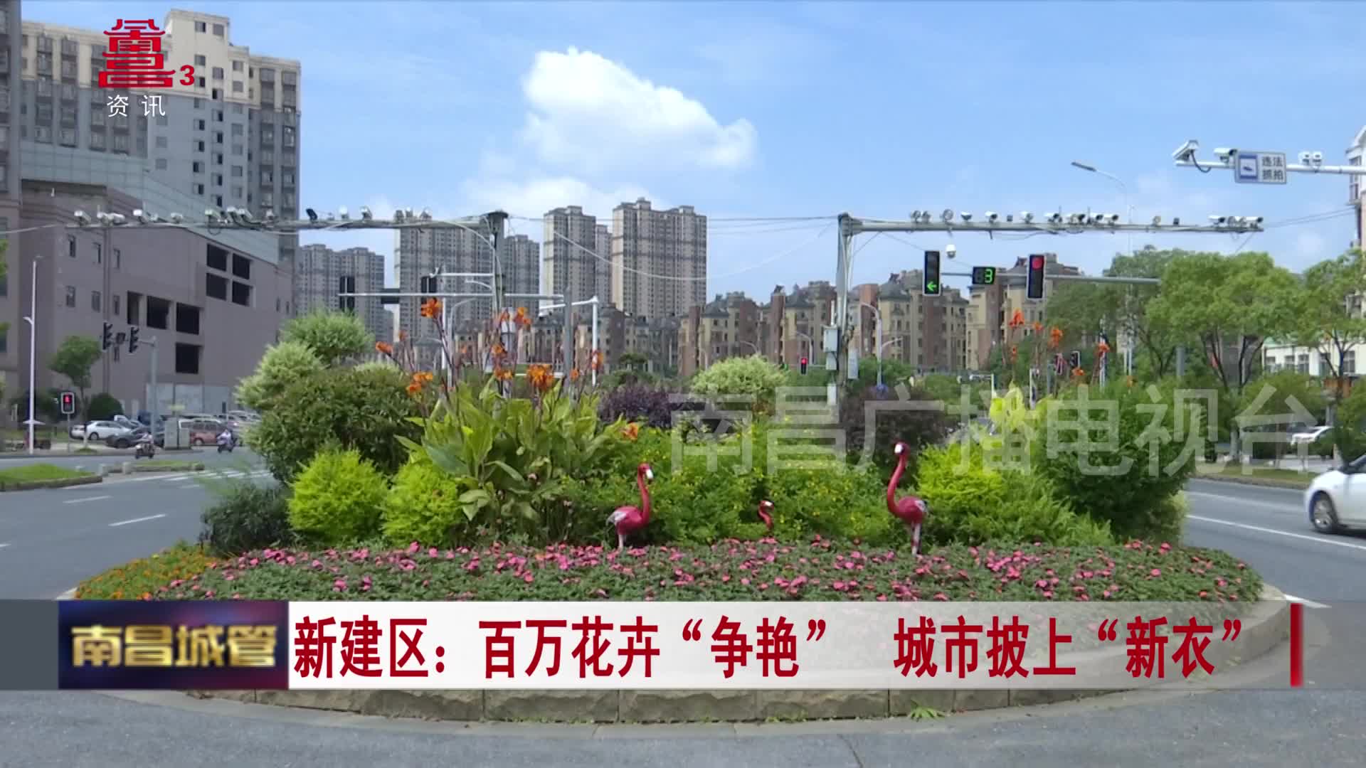 新建区：百万花卉“争艳”  城市披上“新衣”