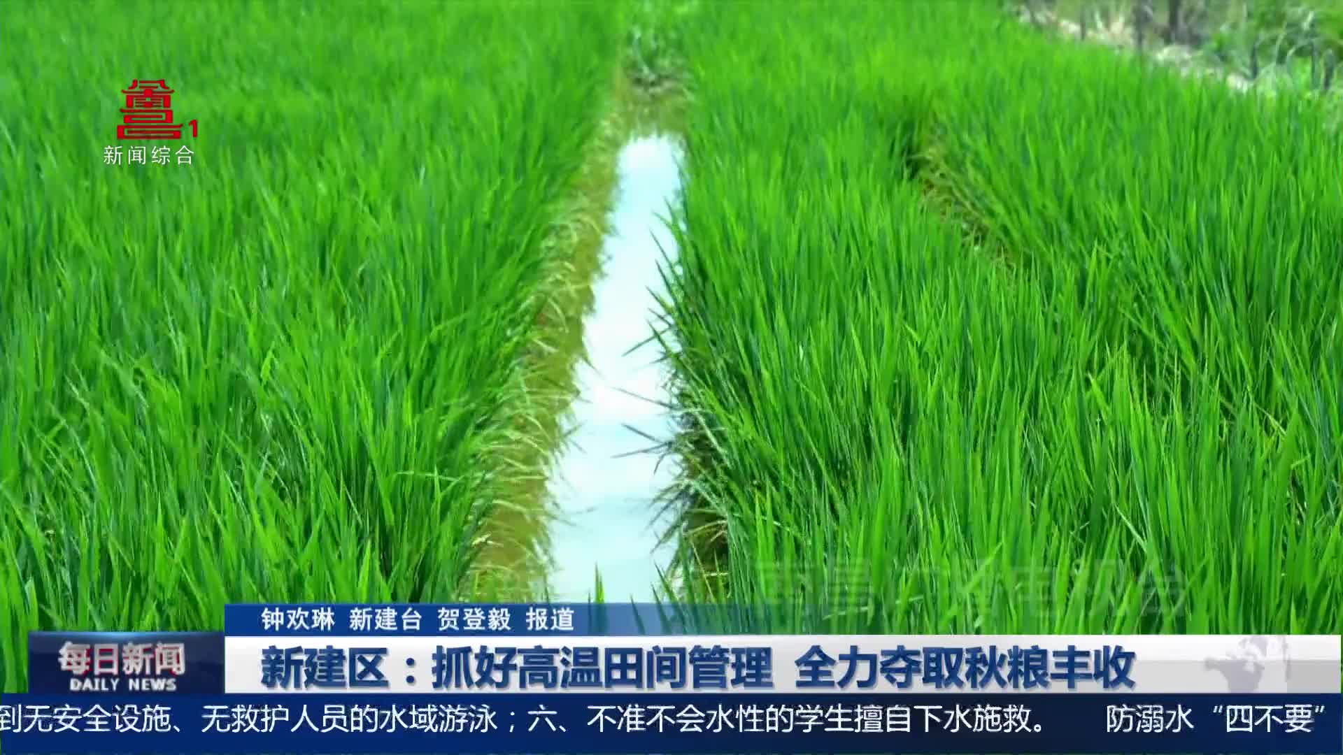 新建区：抓好高温田间管理  全力夺取秋粮丰收