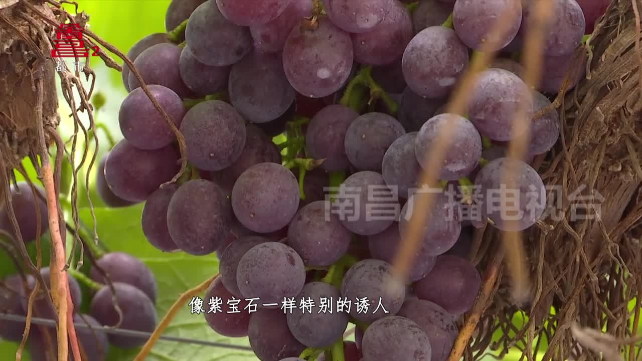 南昌十佳民宿：凤凰茶居 把生活过成诗