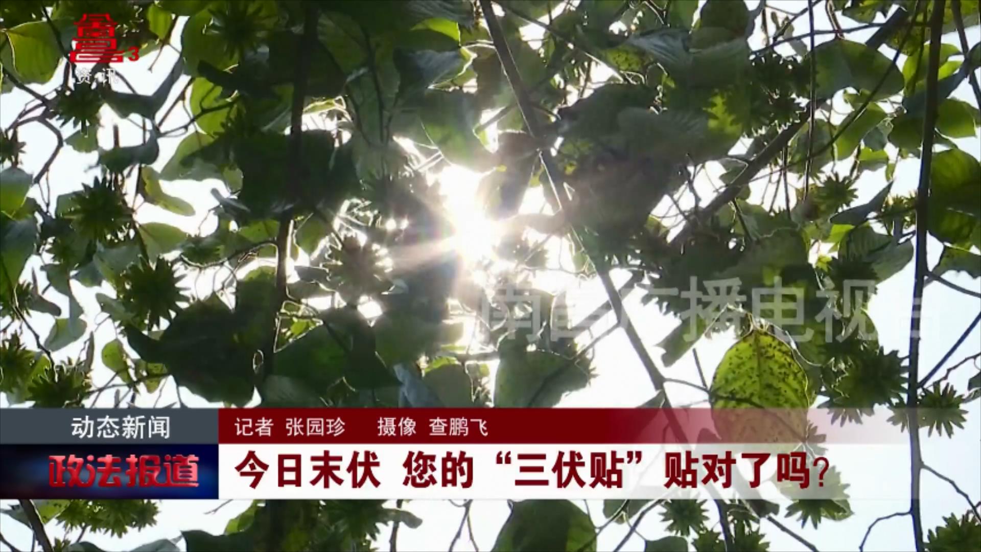 今日末伏 您的“三伏贴”贴对了吗？