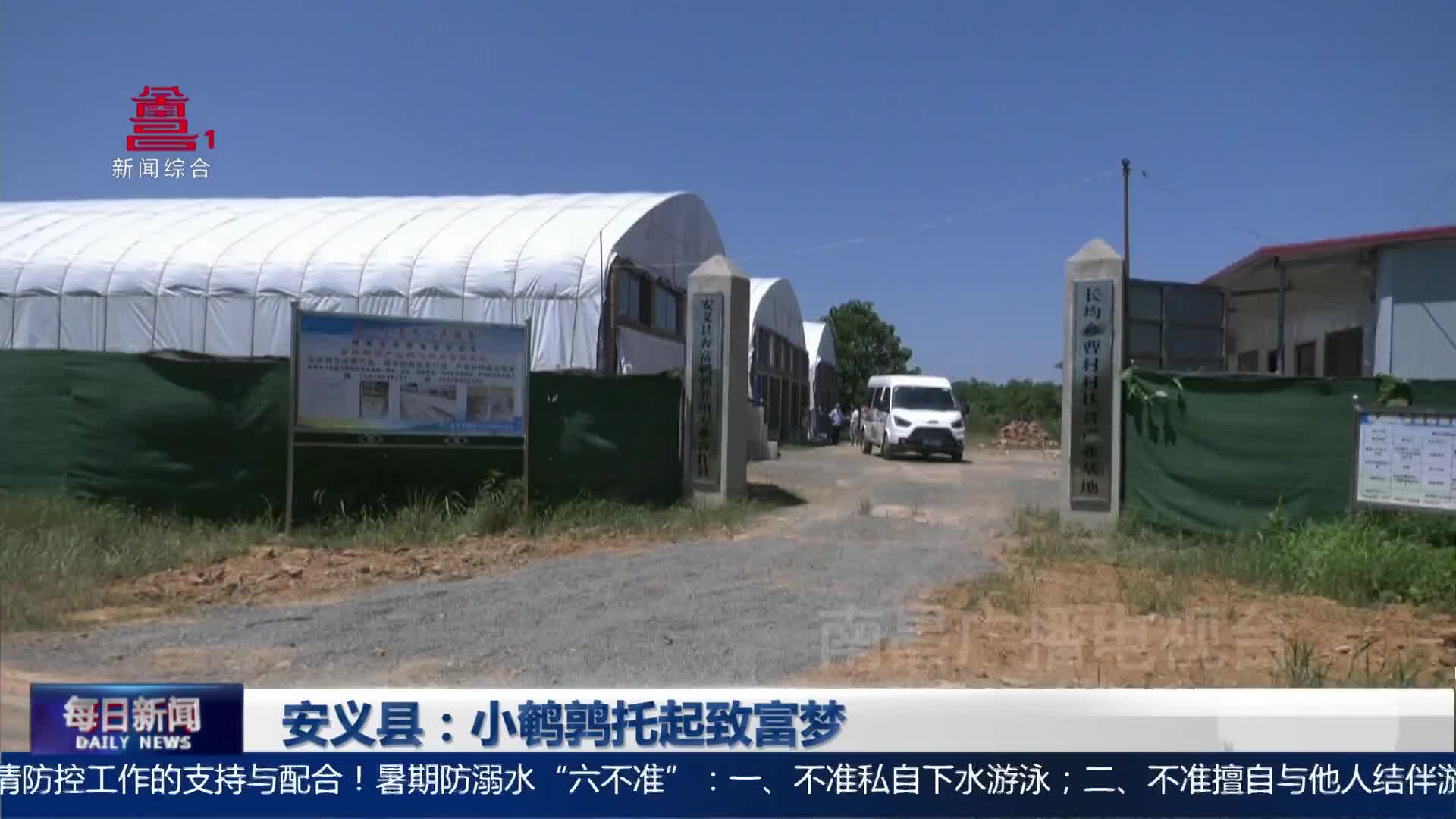 安义县：小鹌鹑托起致富梦