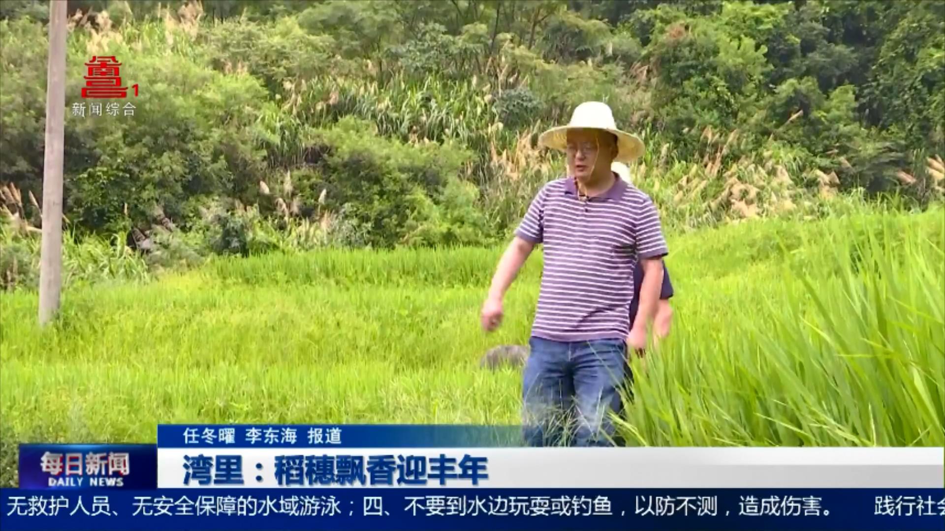 湾里：稻穗飘香迎丰年