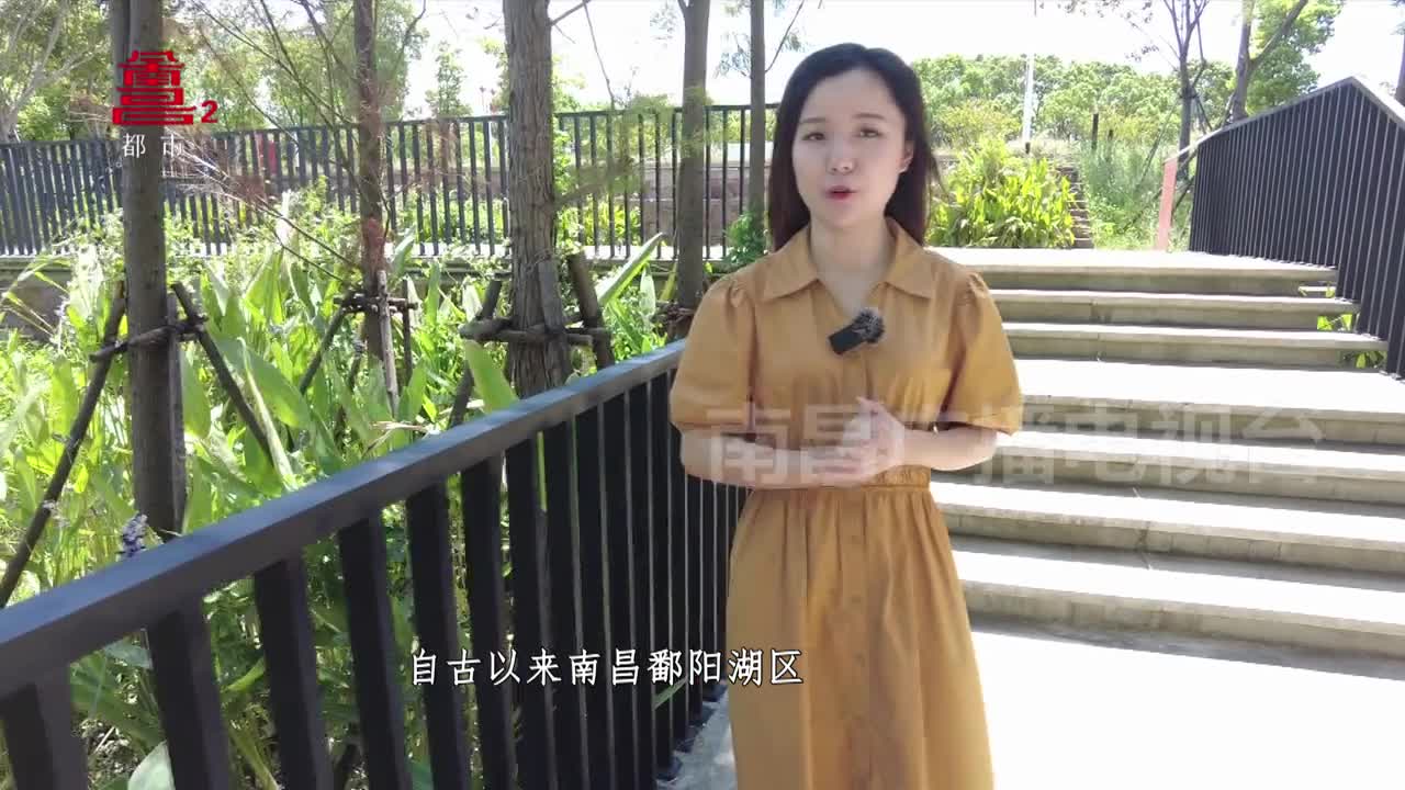 漂浮在水上的森林
