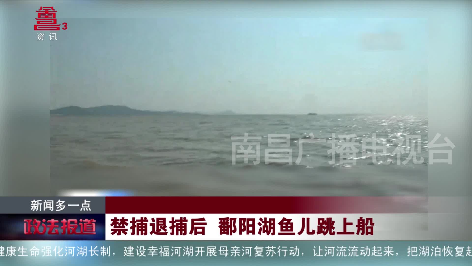 禁捕退捕后 鄱阳湖鱼儿跳上船