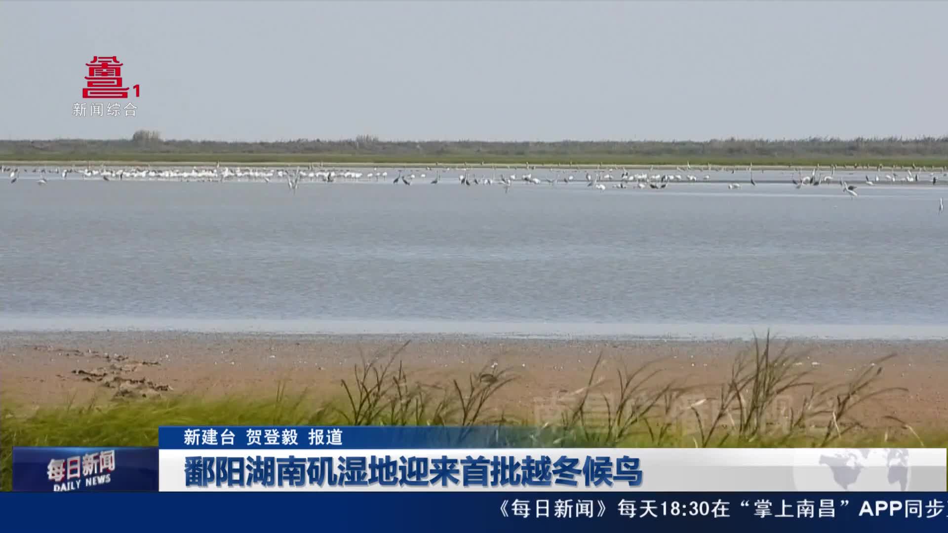鄱阳湖南矶湿地迎来首批越冬候鸟