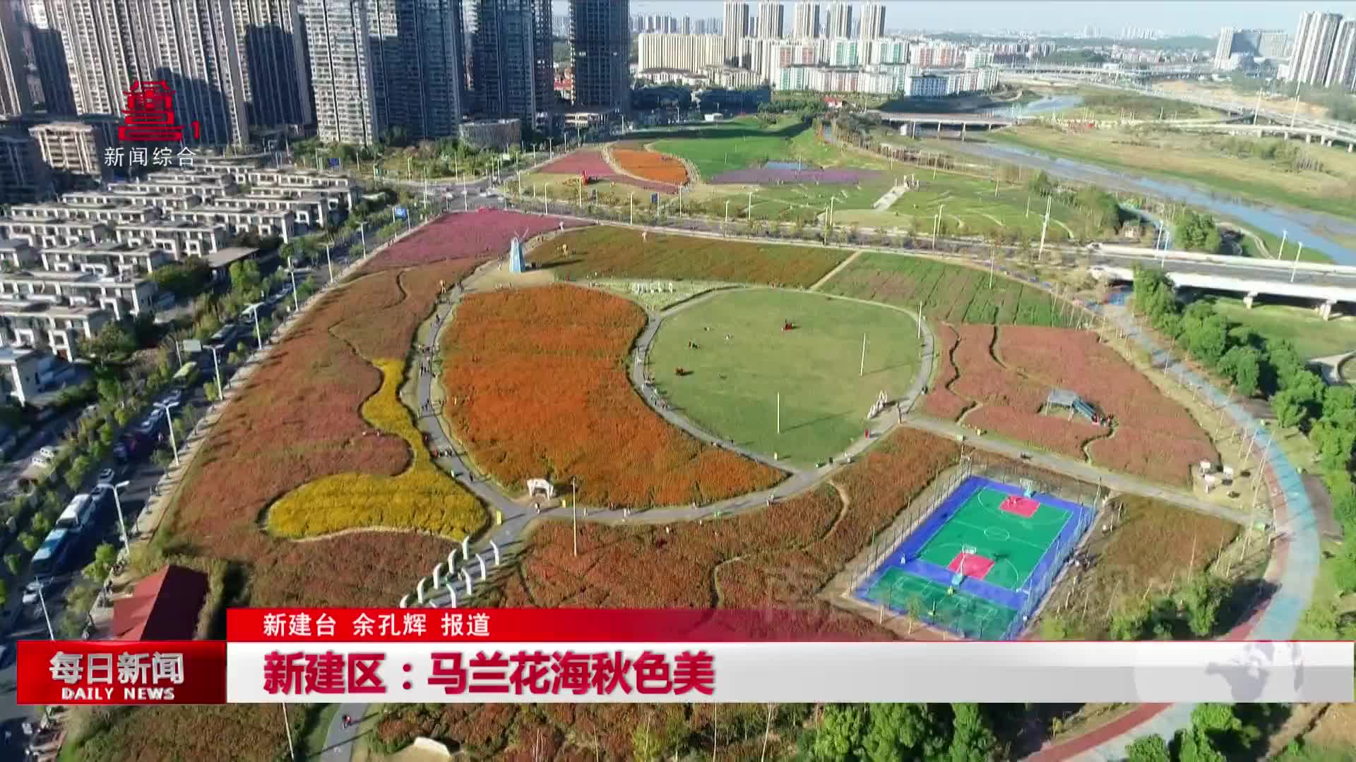新建区：马兰花海秋色美