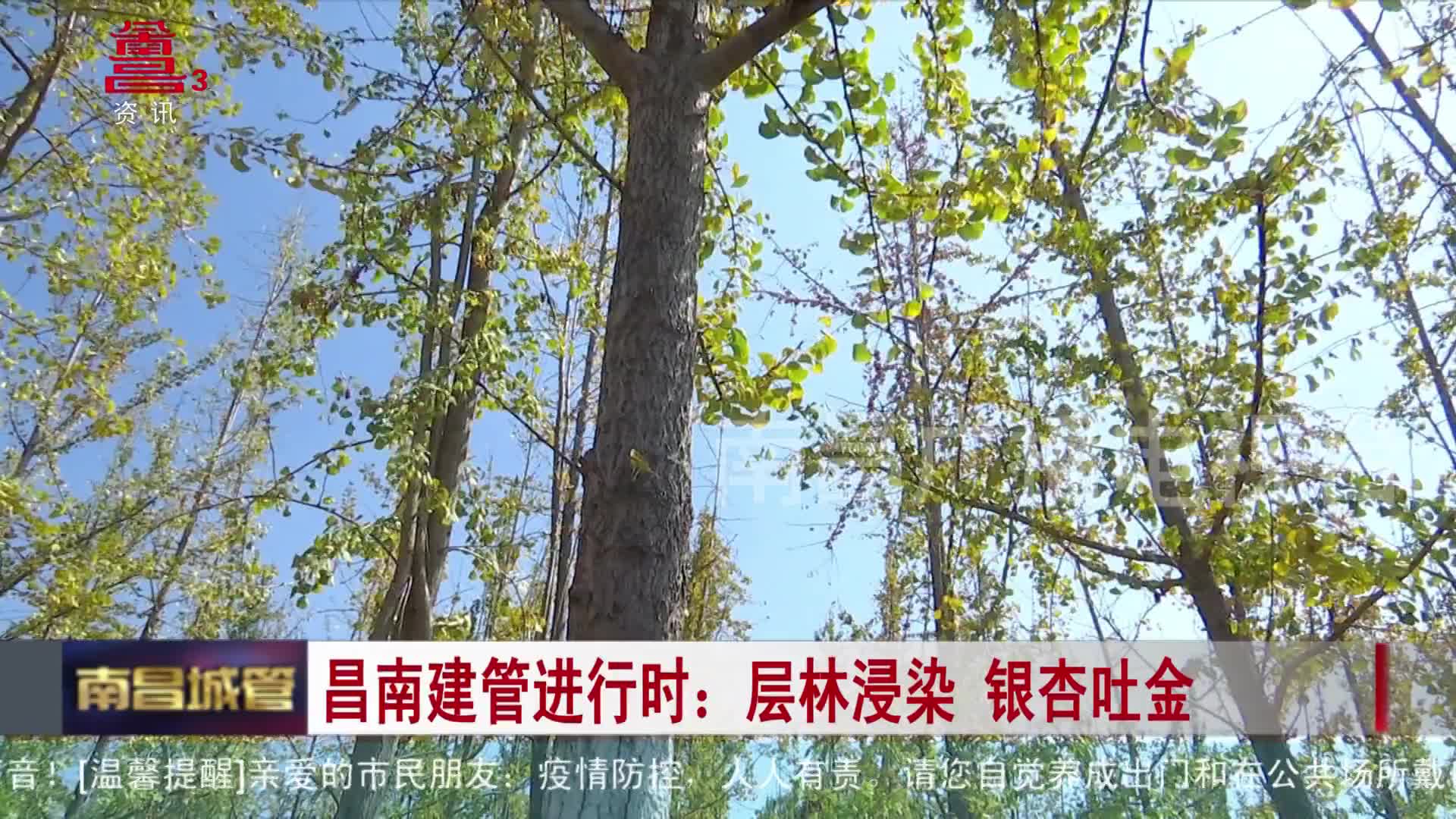 昌南建管进行时：层林浸染 银杏吐金