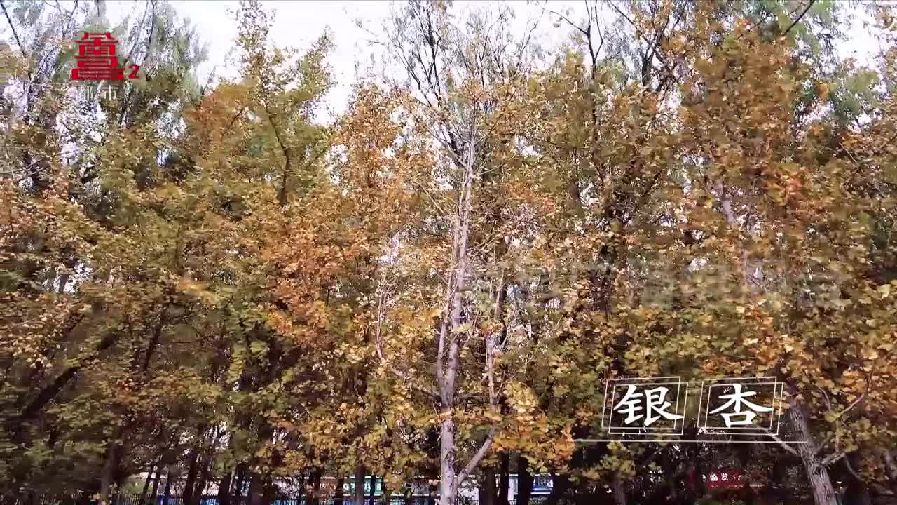 南昌秋日打卡计划：赏银杏 吃栗子 这个秋天很多彩