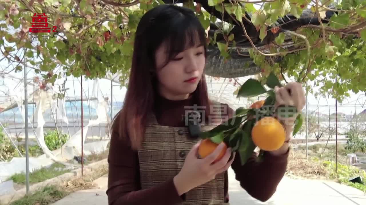 恰噶南昌：田园风光的“归去来兮”