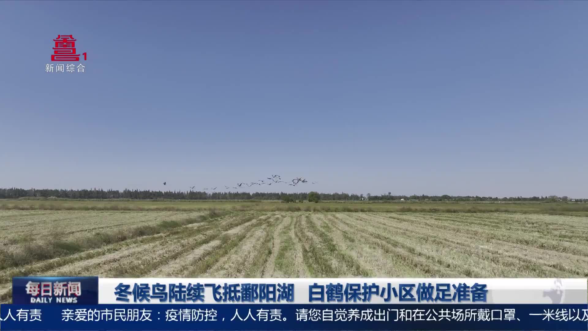 冬候鸟陆续飞抵鄱阳湖 白鹤保护小区做足准备