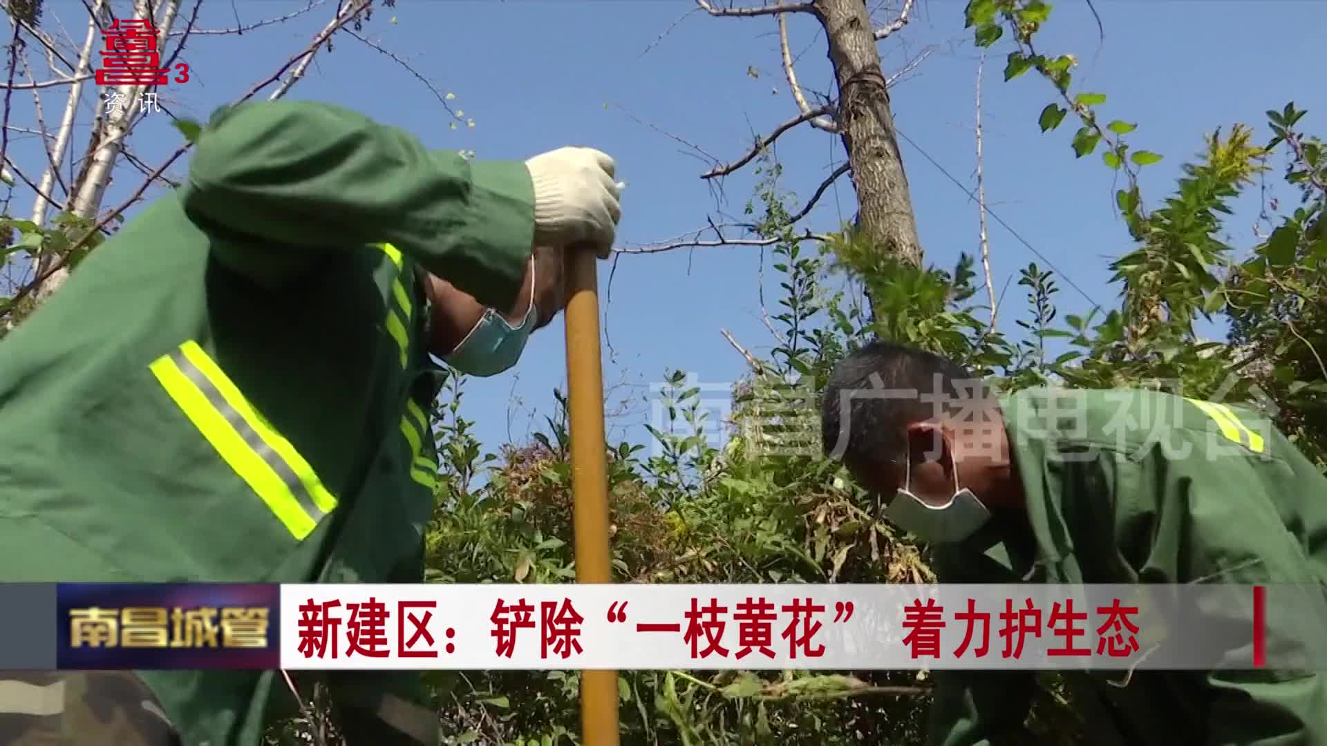 新建区：铲除“一枝黄花” 着力护生态