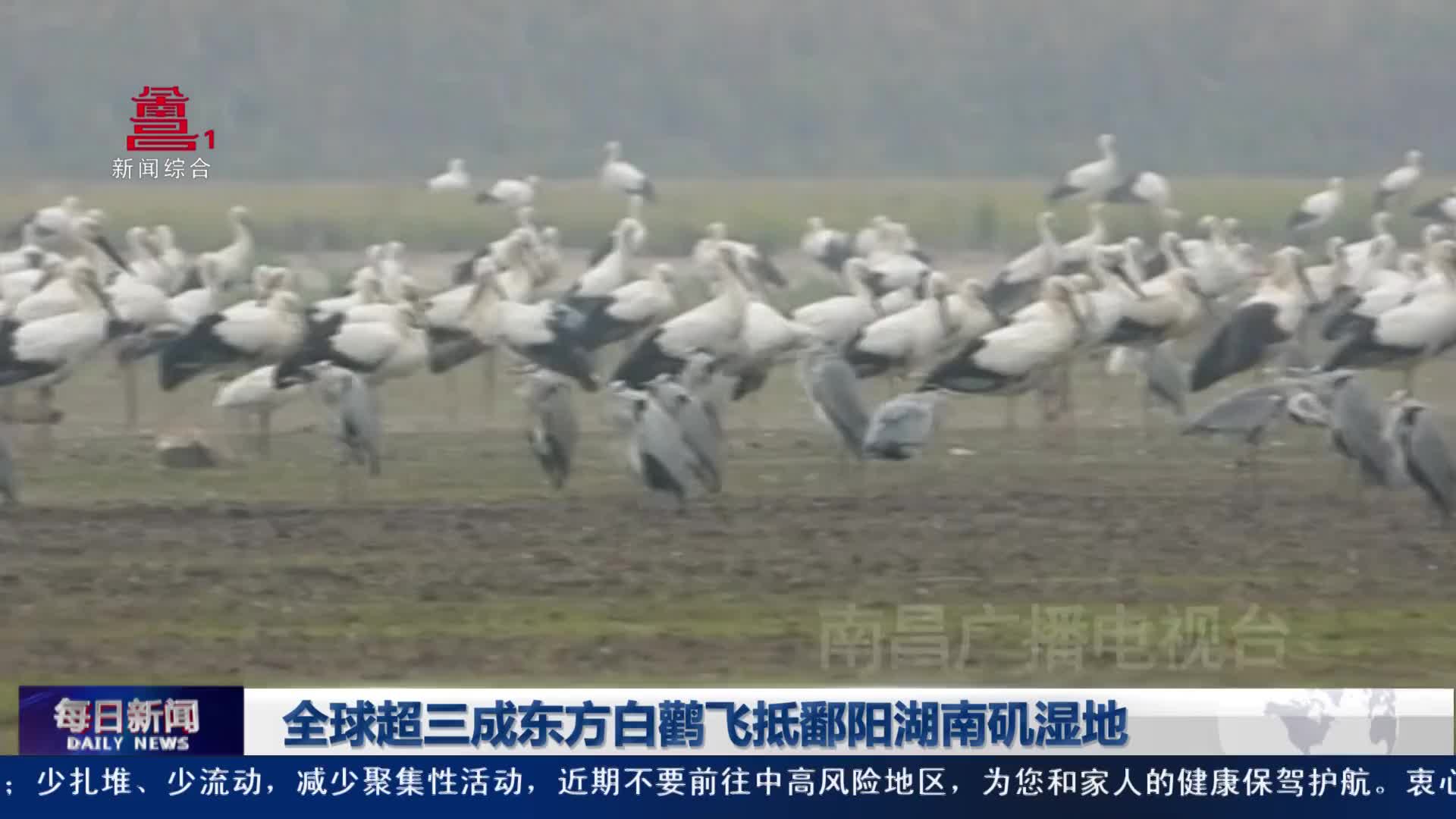 全球超三成东方白鹳飞抵鄱阳湖南矶湿地