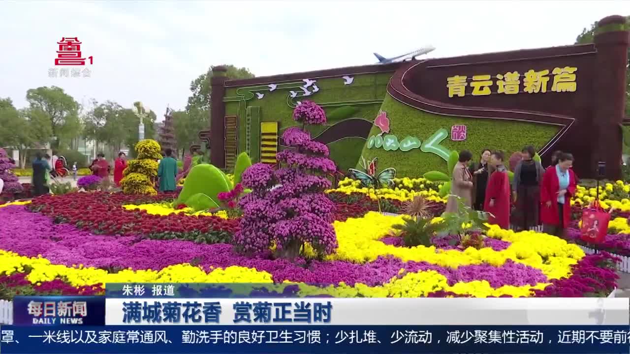 满城菊花香 赏菊正当时