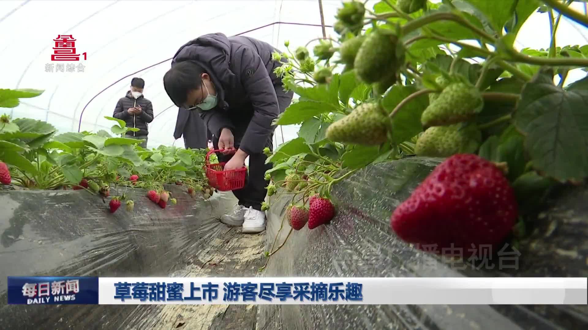 草莓甜蜜上市 游客尽享采摘乐趣