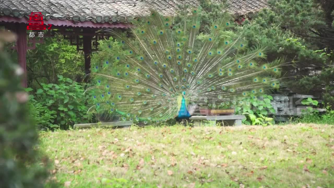 来天香园邂逅美丽精灵