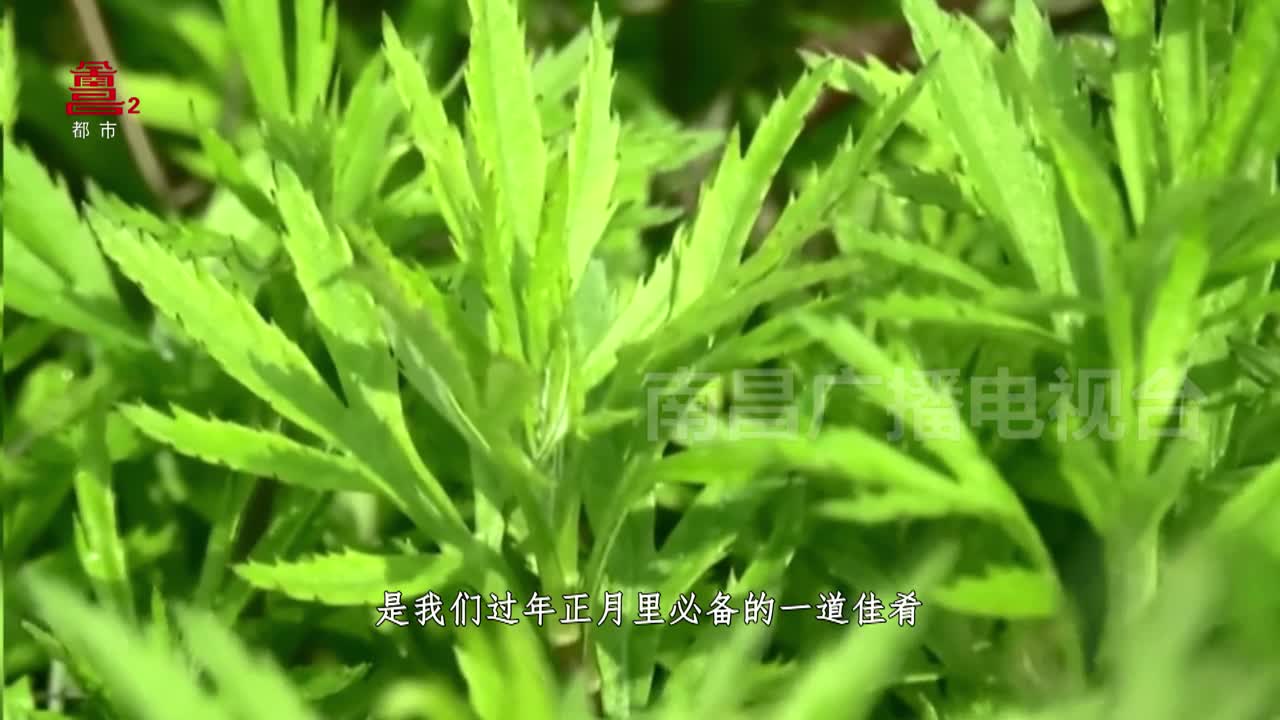 新年团圆菜：藜蒿炒腊肉