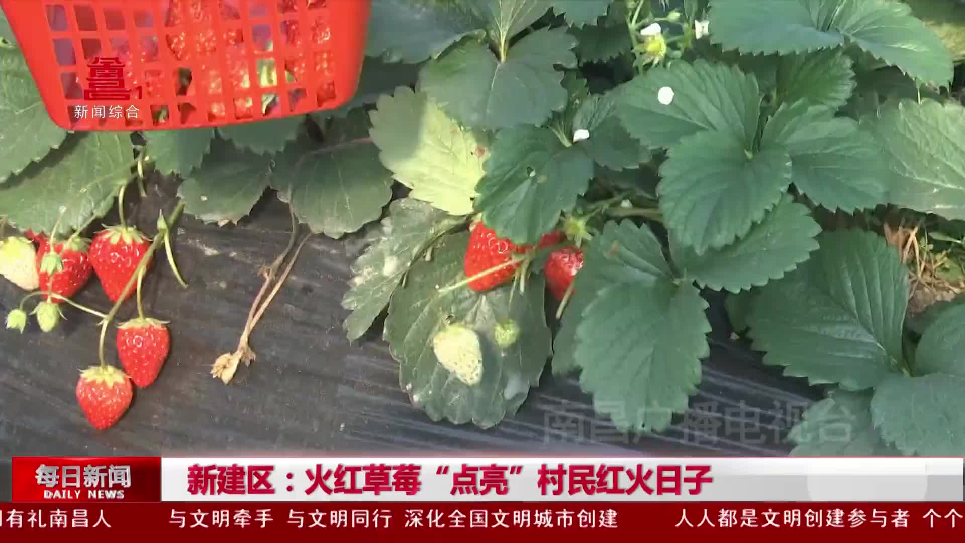 新建区：火红草莓“点亮”村民红火日子