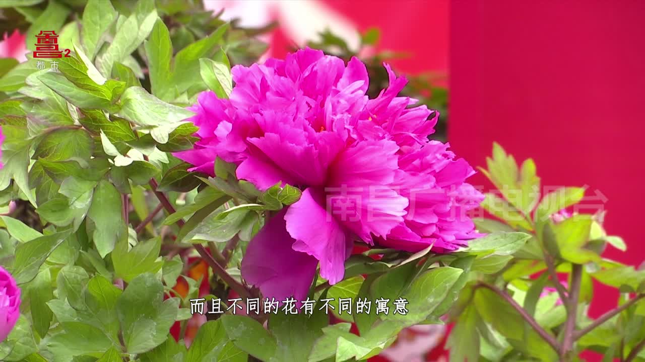 新建区：炫彩新建 欢乐新春