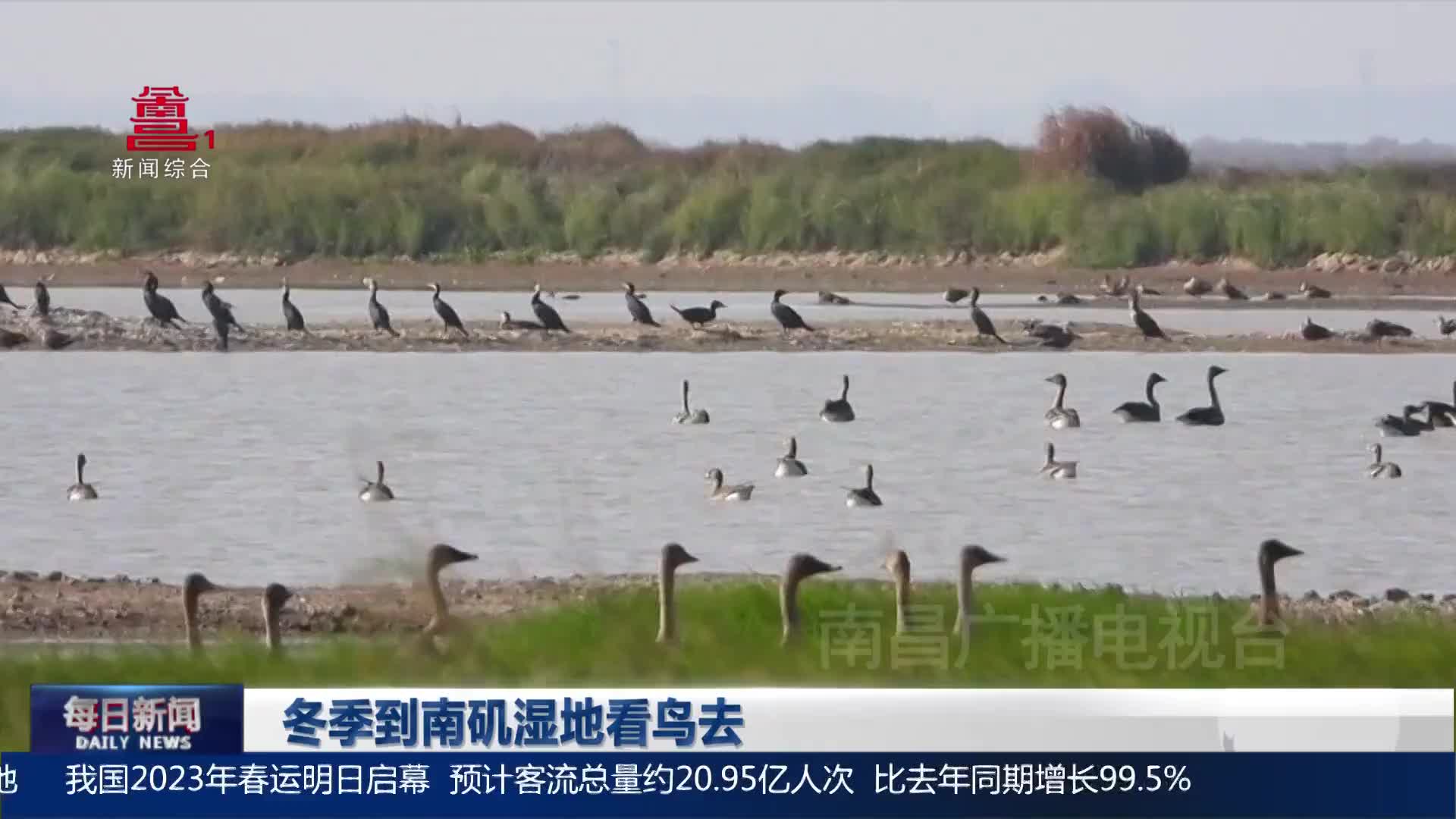 冬季到南矶湿地看鸟去