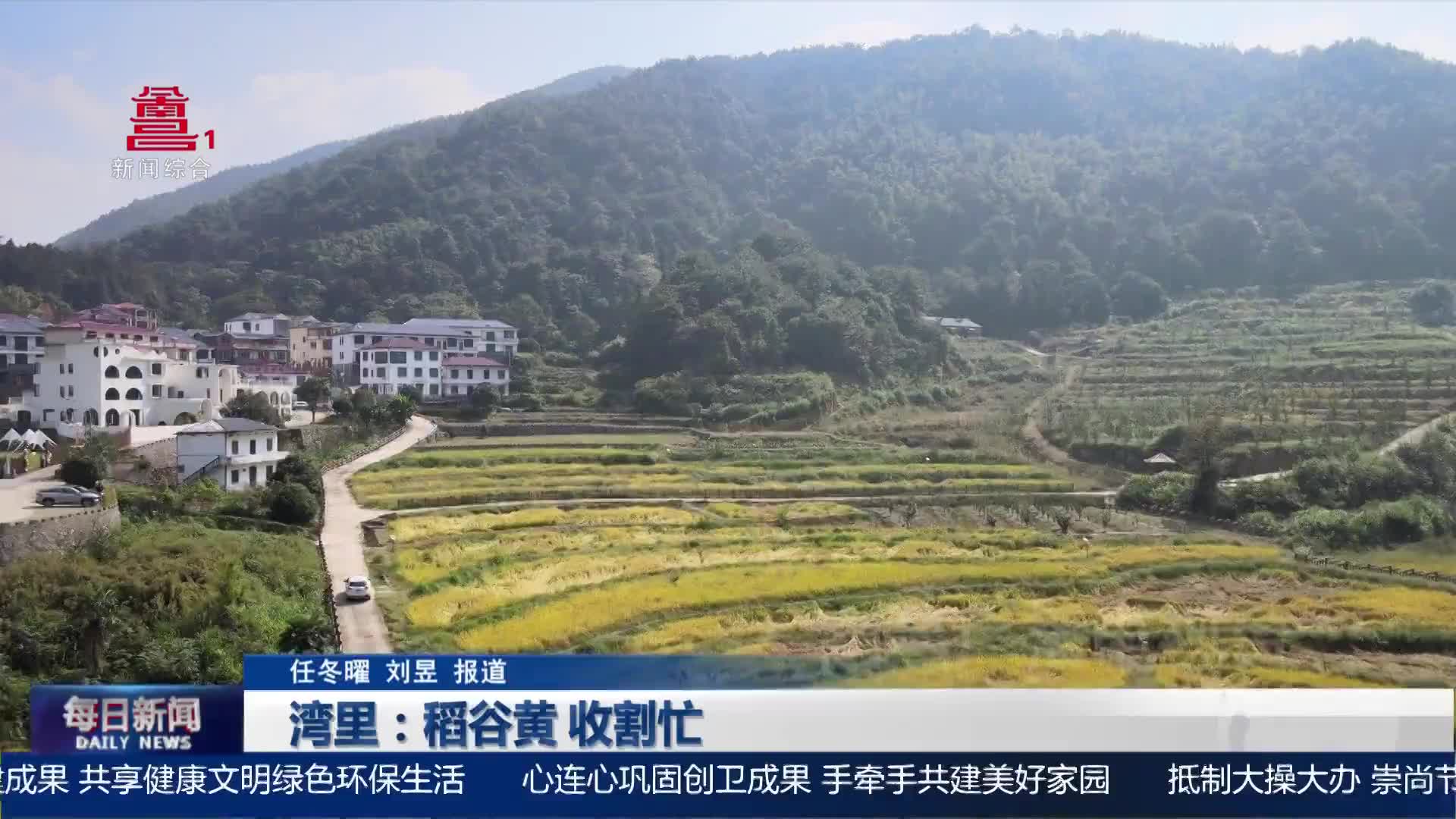 湾里：稻谷黄 收割忙