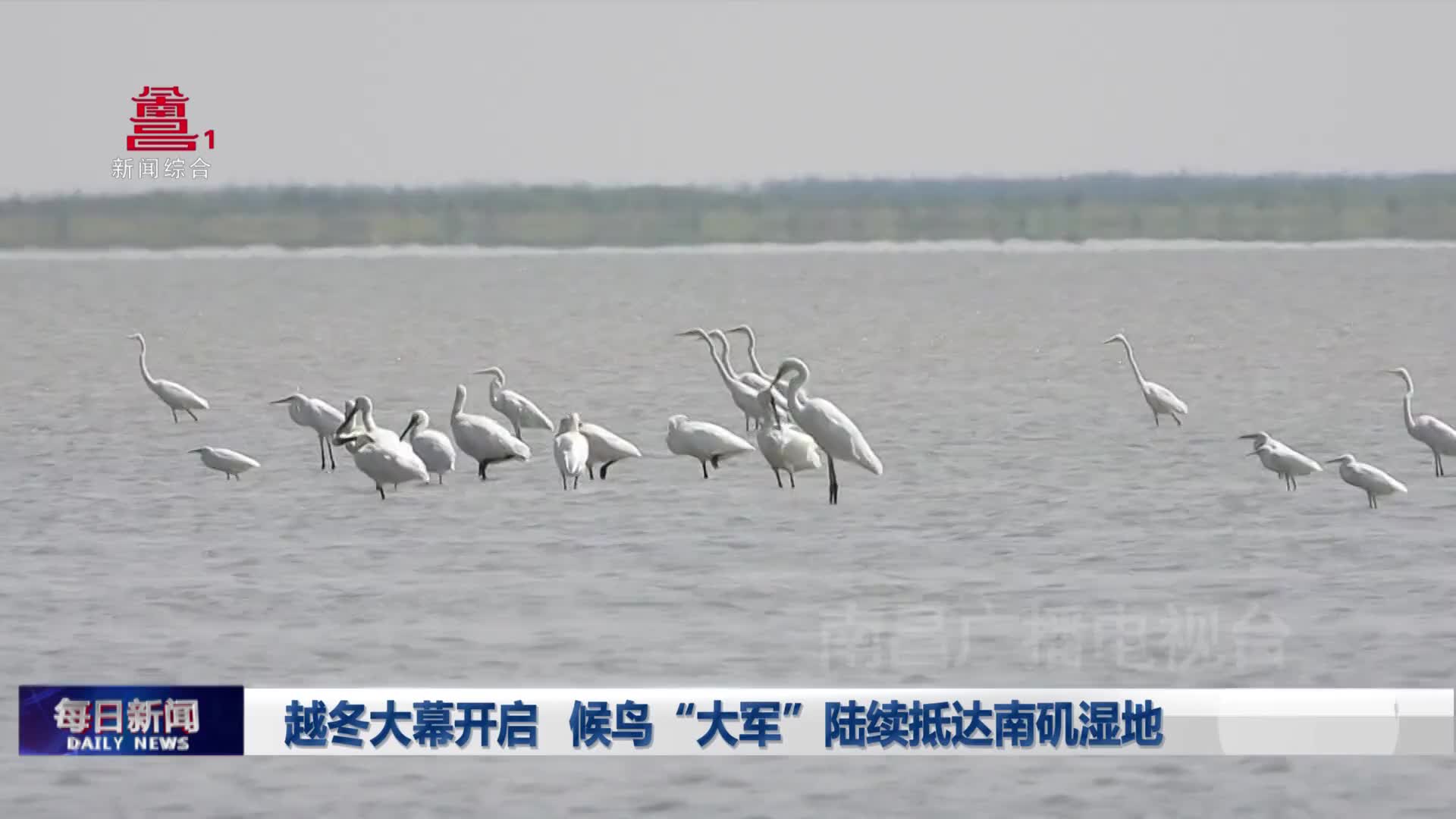 越冬大幕开启  候鸟“大军”陆续抵达南矶湿地
