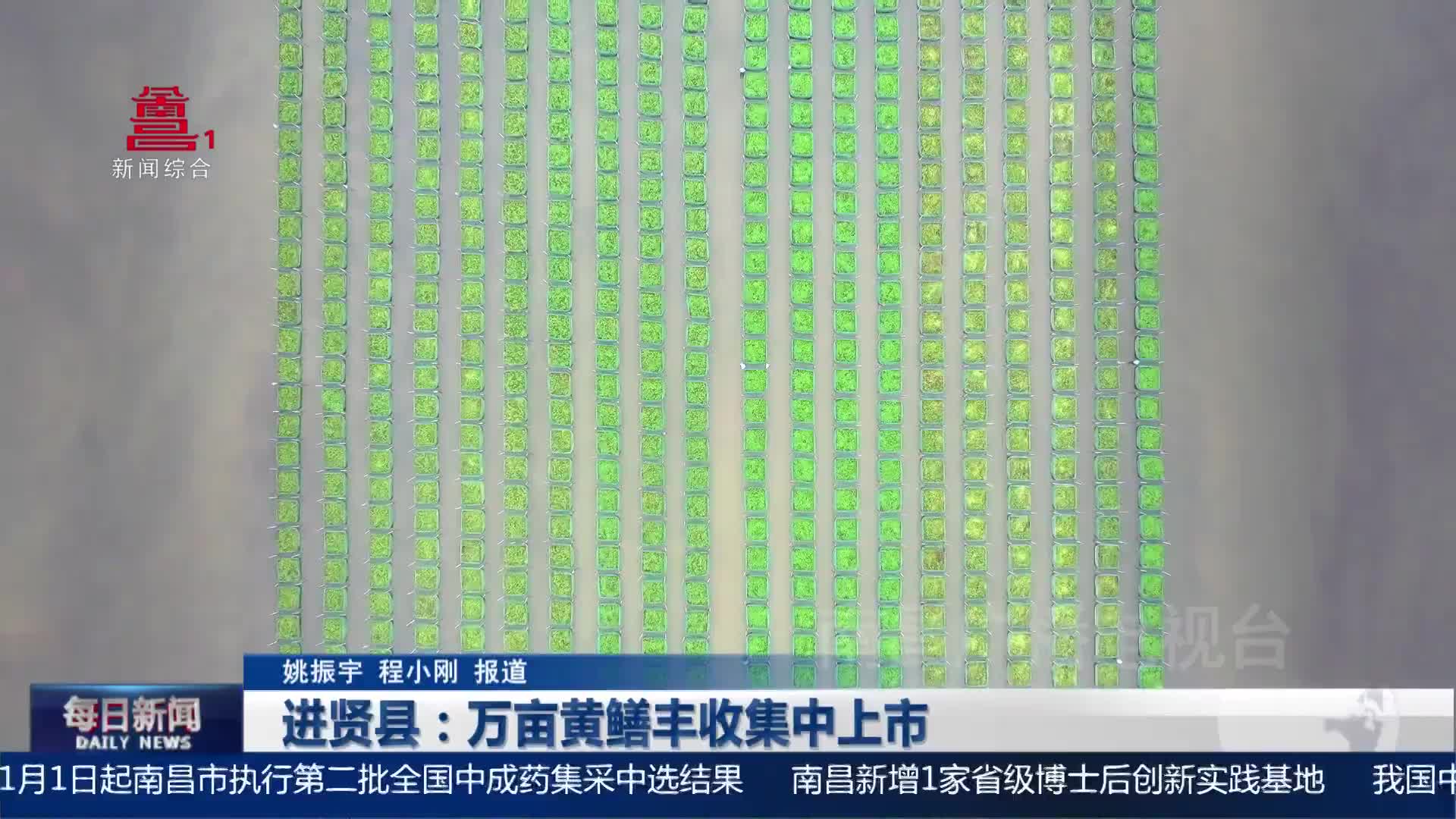 进贤县：万亩黄鳝丰收集中上市