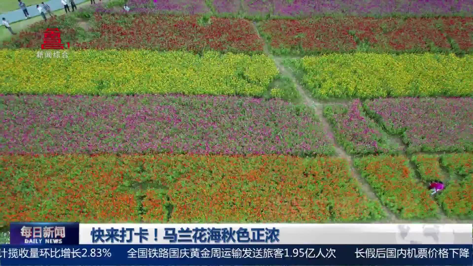 快来打卡！马兰花海秋色正浓