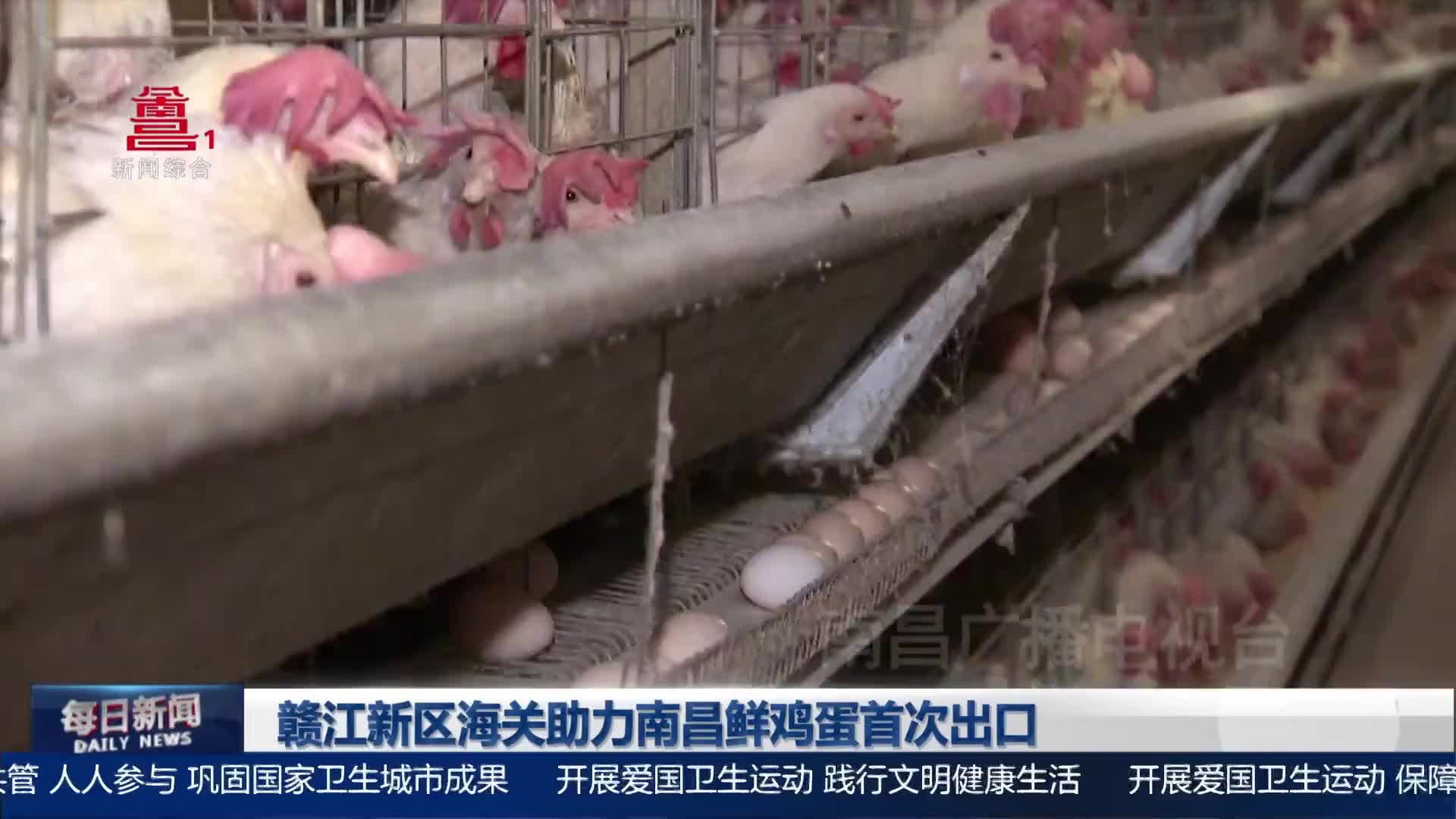 赣江新区海关助力南昌鲜鸡蛋首次出口