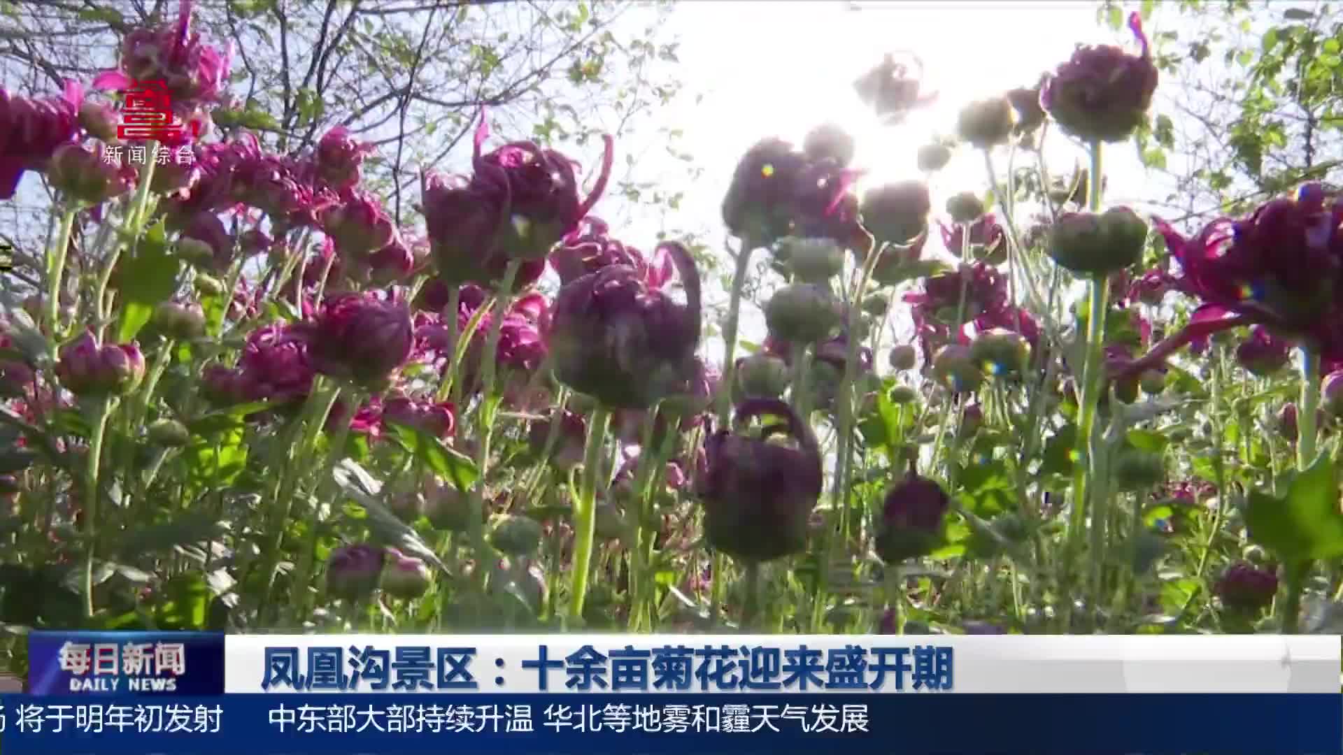 凤凰沟景区：十余亩菊花迎来盛开期
