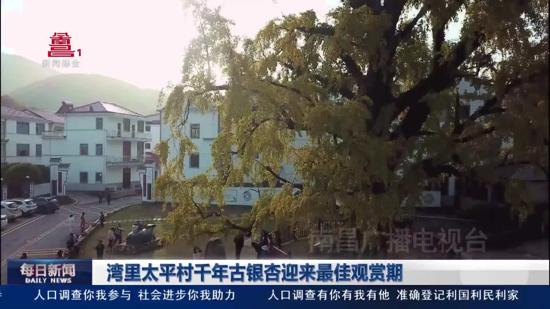 湾里太平村千年古银杏迎来最佳观赏期