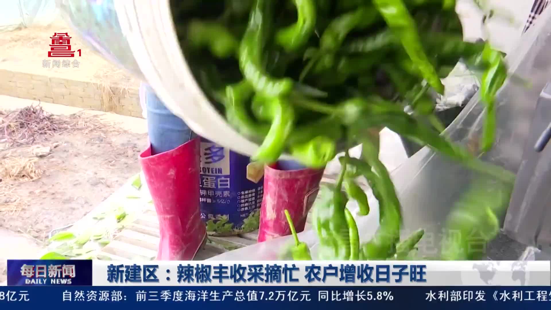 新建区：辣椒丰收采摘忙 农户增收日子旺