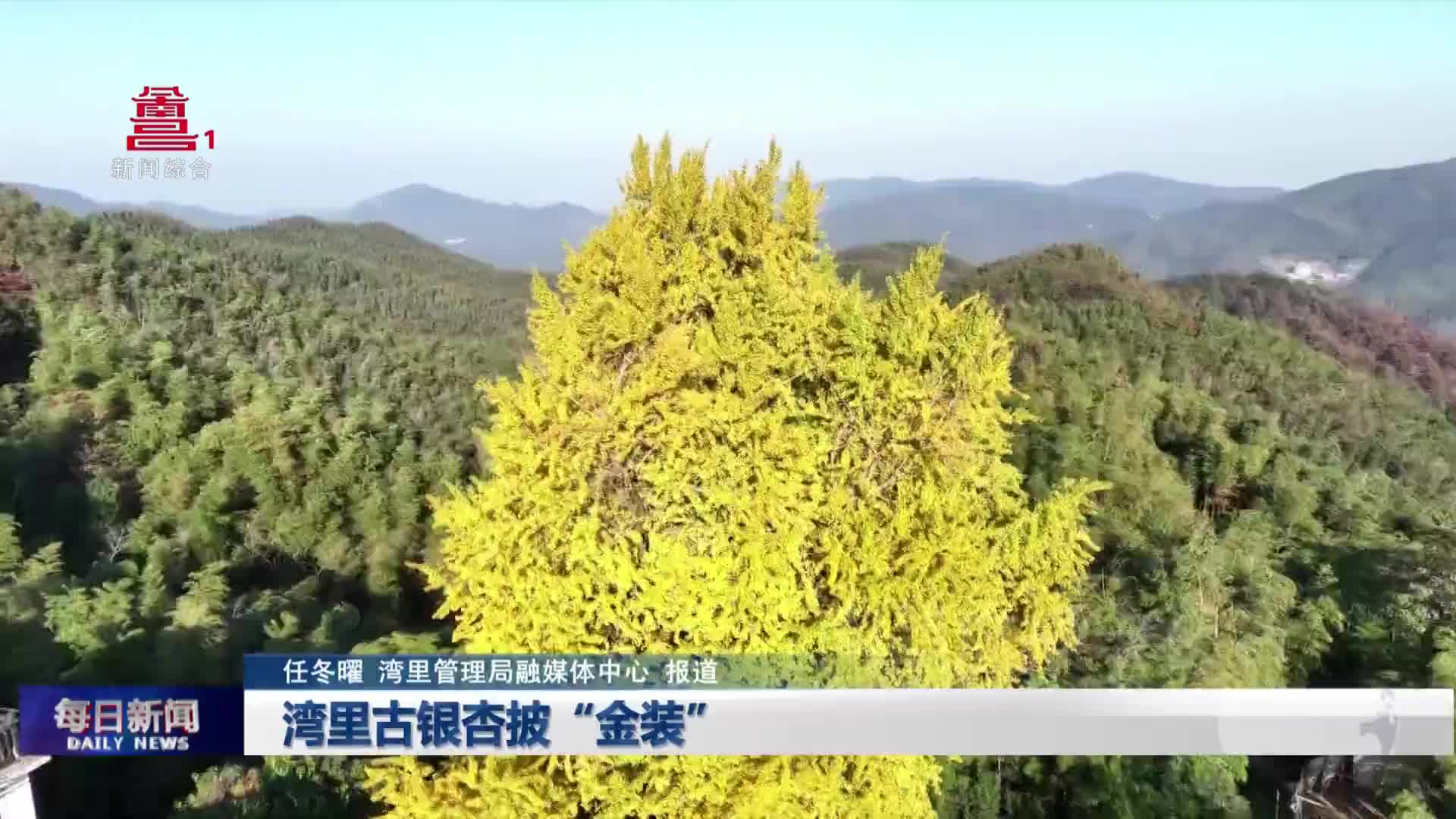 湾里古银杏披“金装”