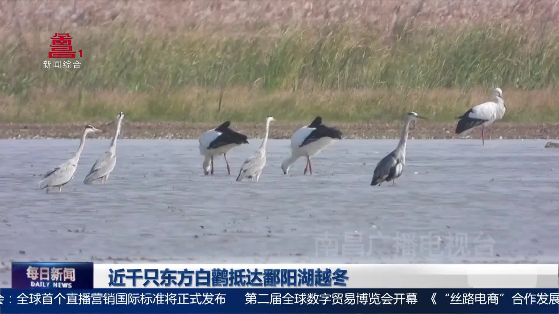 近千只东方白鹳抵达鄱阳湖越冬