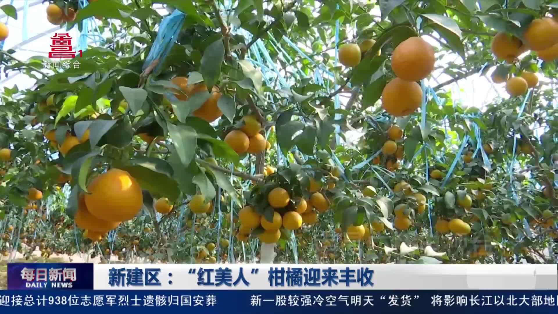 新建区：“红美人”柑橘迎来丰收