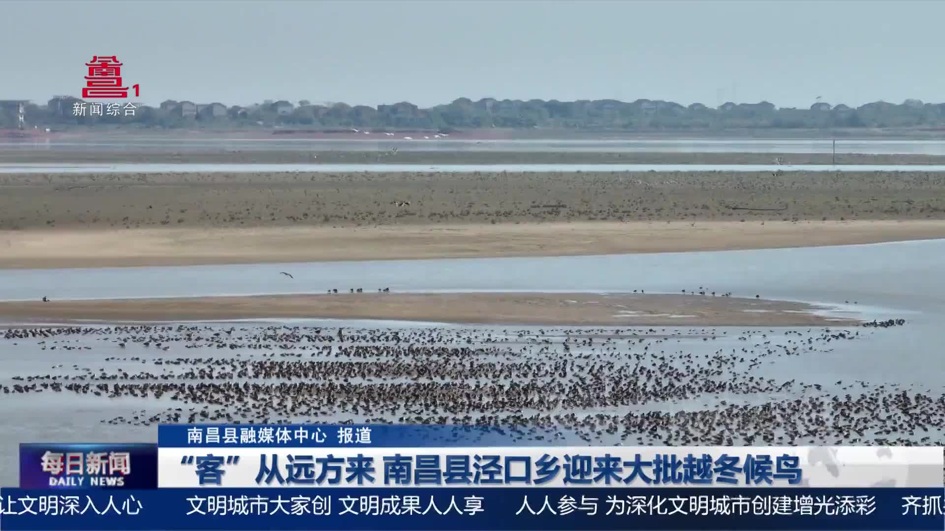 “客”从远方来 南昌县泾口乡迎来大批越冬候鸟