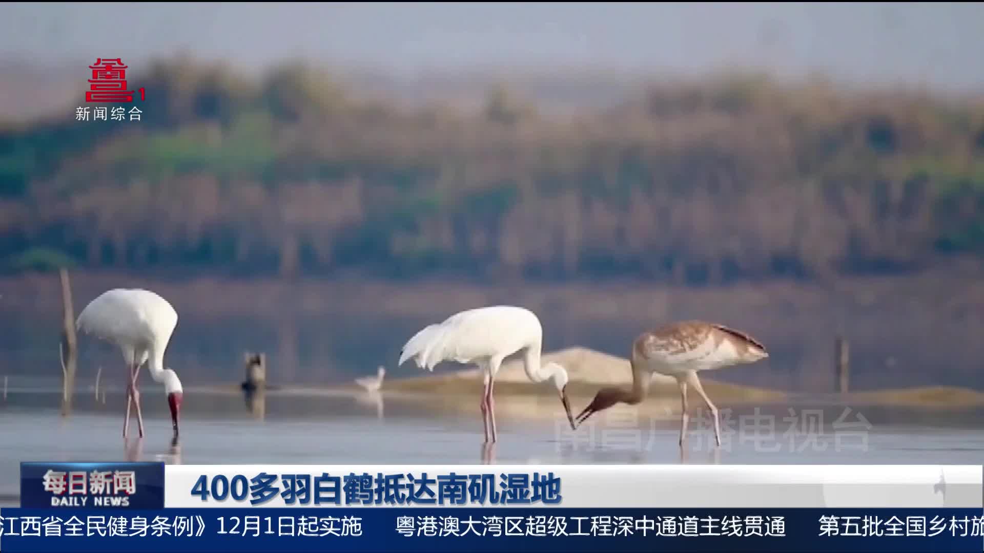400多羽白鹤抵达南矶湿地
