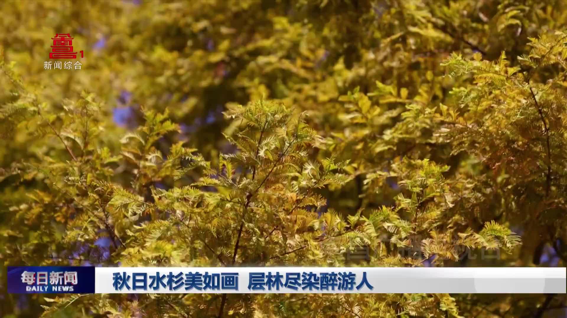 秋日水杉美如画 层林尽染醉游人