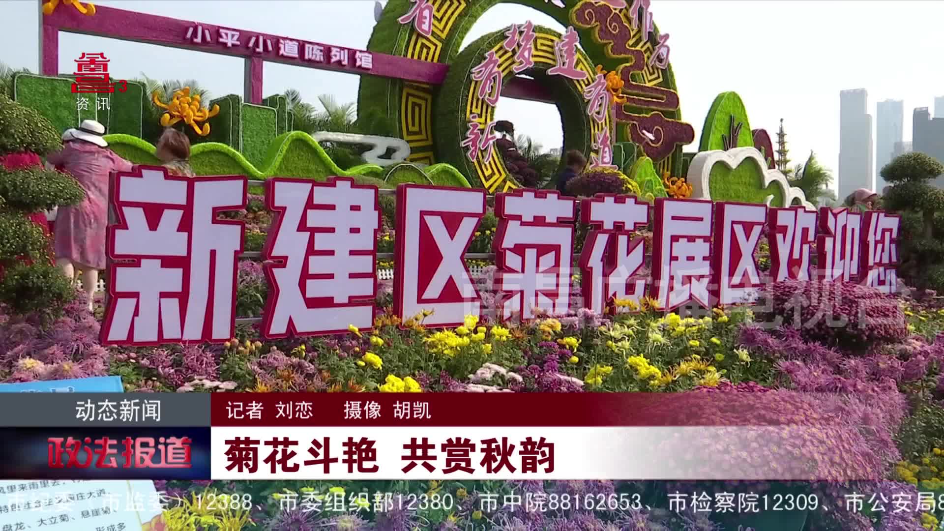  菊花斗艳 共赏秋韵