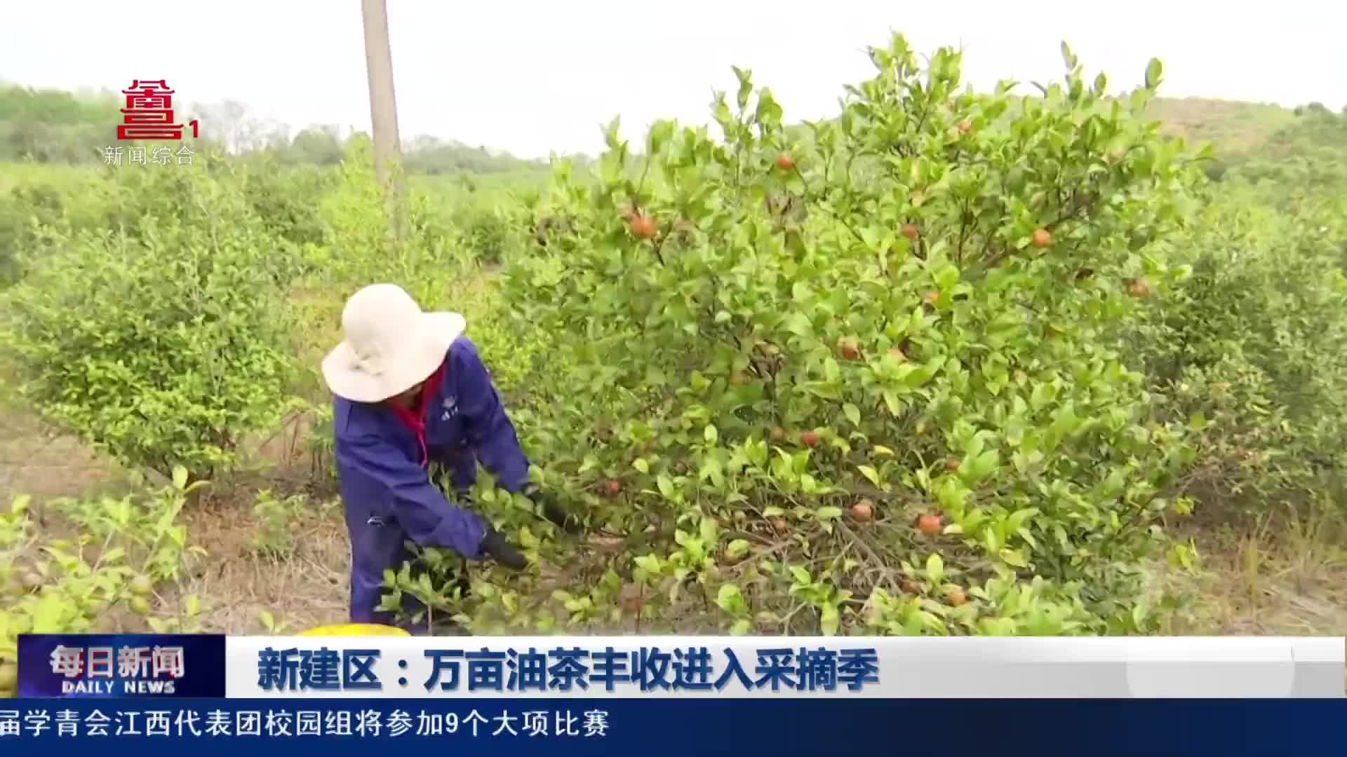 新建区：万亩油茶丰收进入采摘季