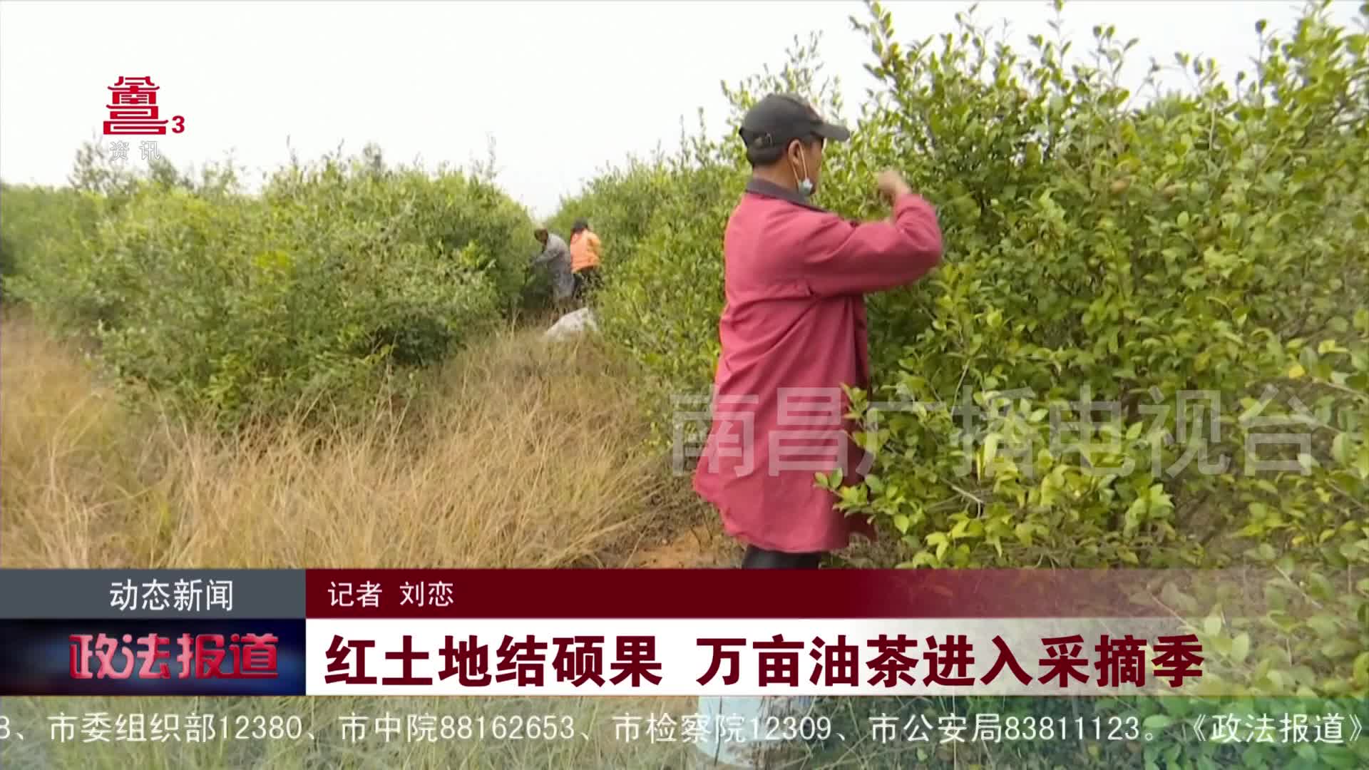红土地结硕果 万亩油茶进入采摘季