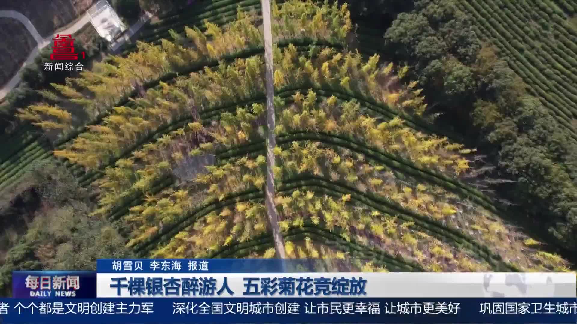 千棵银杏醉游人 五彩菊花竞绽放