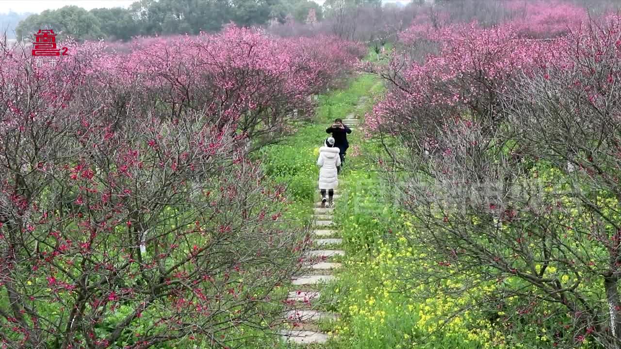 第十届南昌梅花节 “梅”景如画迎春开