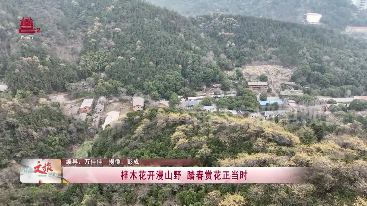 梓木花开漫山野 踏春赏花正当时