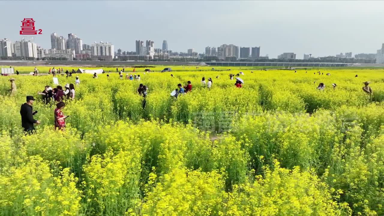 扬子洲三联村金花节 花海奏响春的乐章