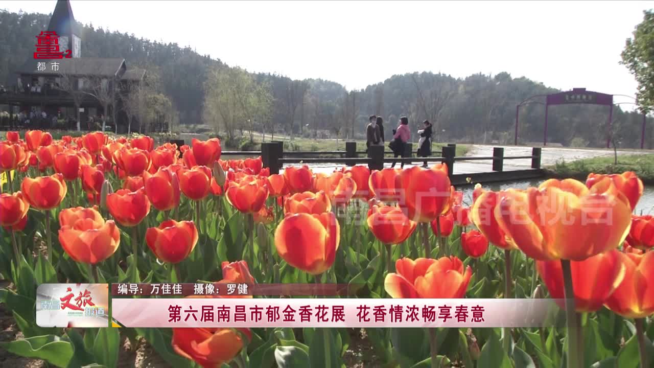 第六届南昌市郁金香花展 花香情浓畅享春意